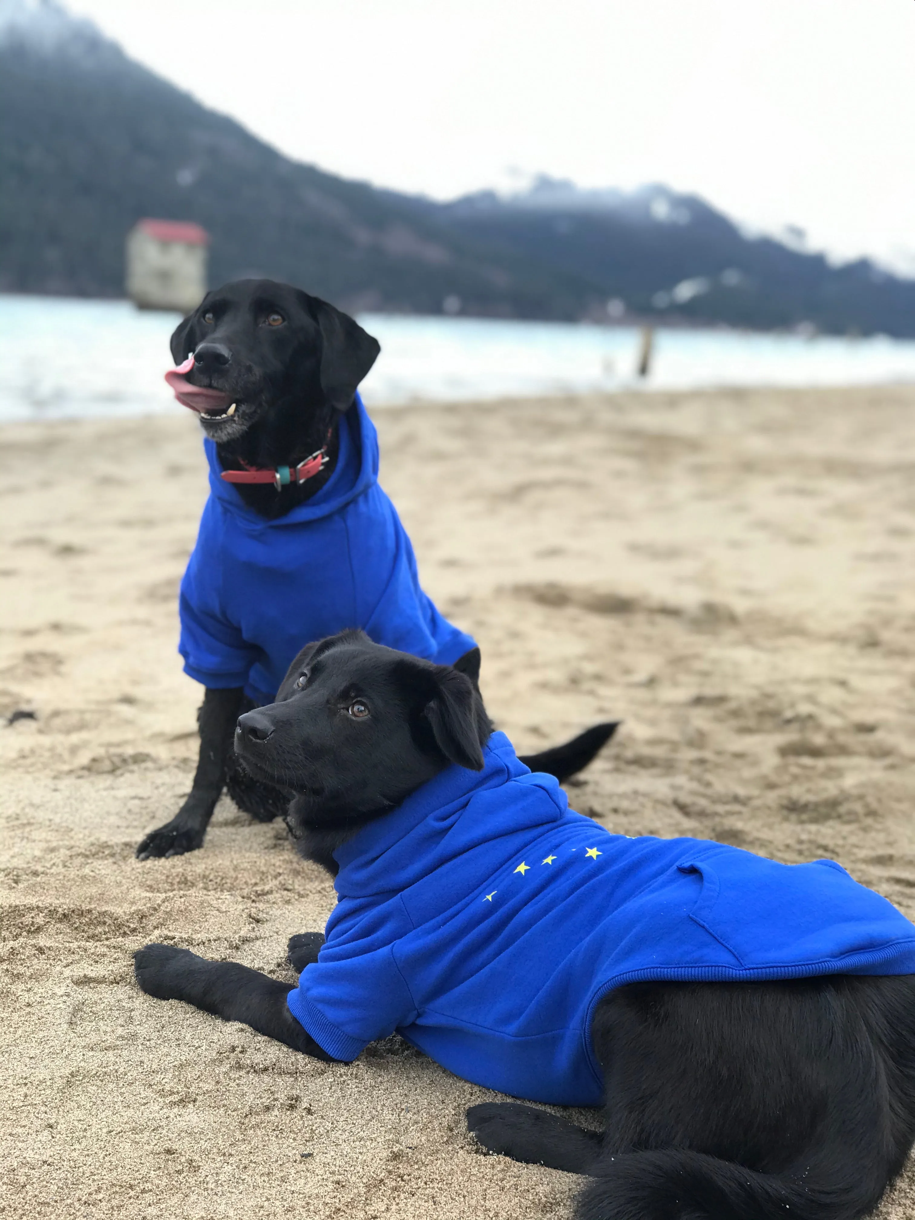 Alaska Flag Dog Hoodie